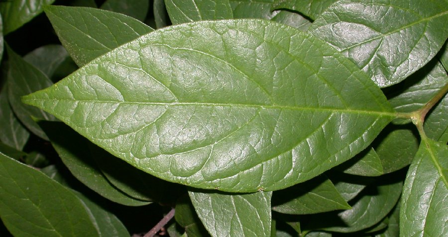 Calycanthaceae Calycanthus floridus