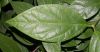 image of Calycanthus floridus