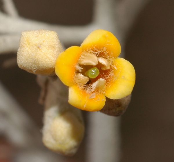 Scrophulariaceae Buddleja nitida