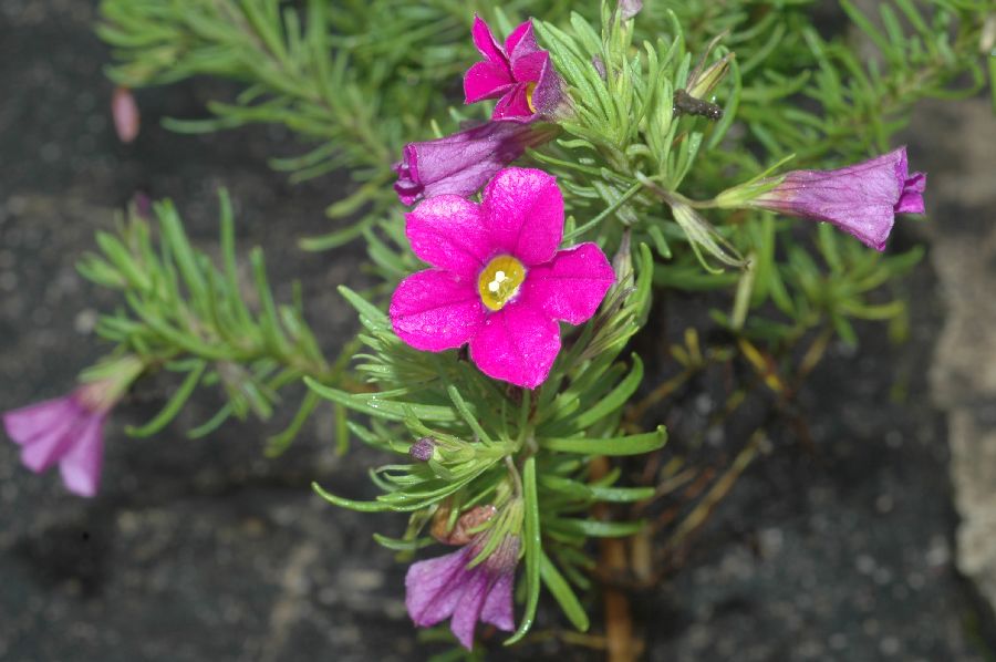 Solanaceae Calibrachoa 