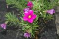 image of Calibrachoa 