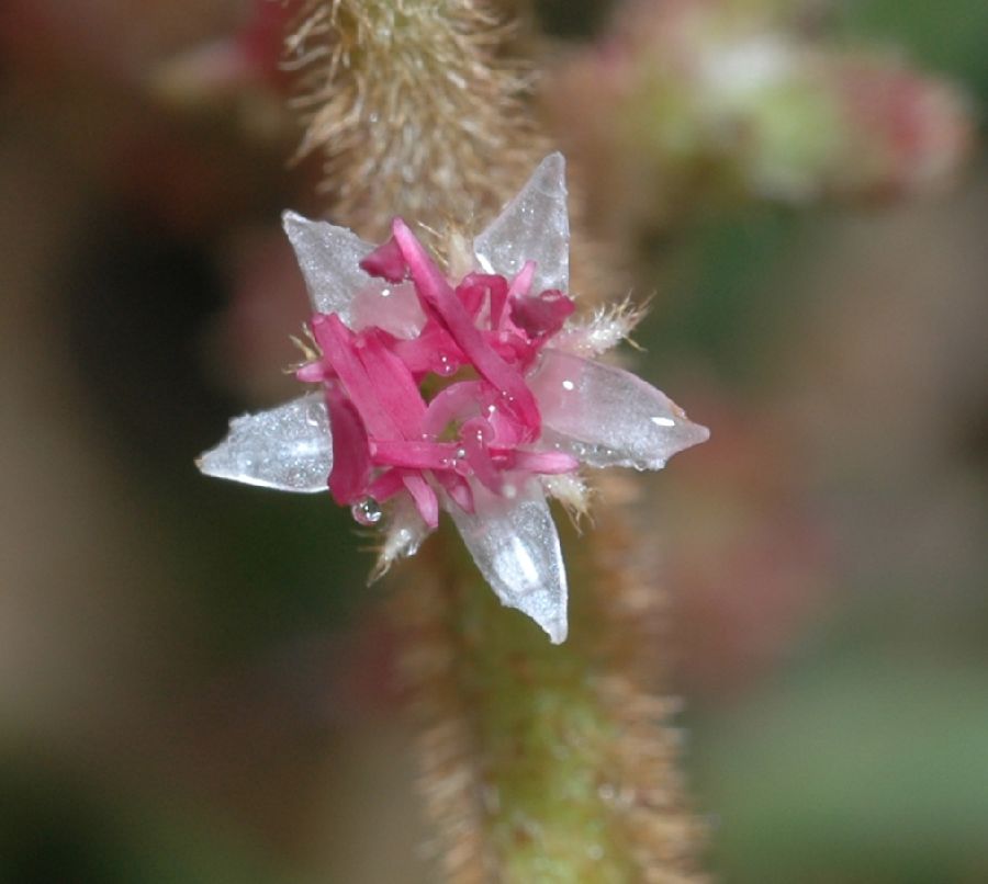 Melastomataceae Leandra lacunosa