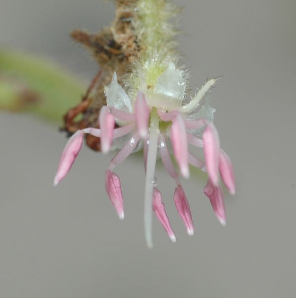 Melastomataceae Leandra dispar