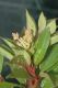 image of Miconia theaezans