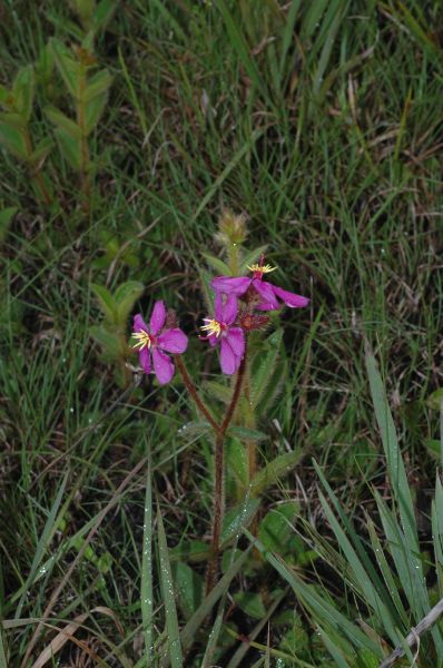 Melastomataceae Tibouchina gracilis