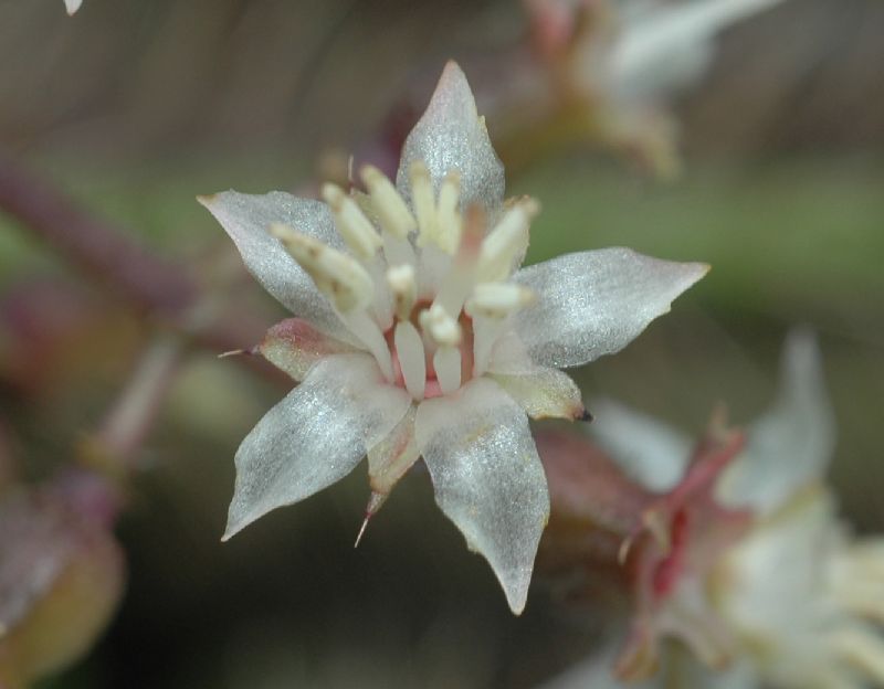 Melastomataceae Leandra echinata