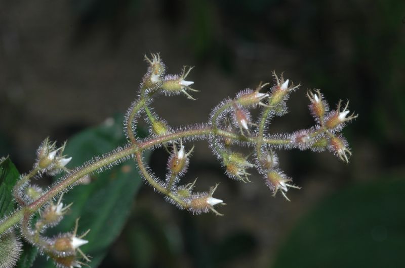Melastomataceae Leandra refracta