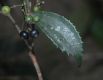 image of Miconia rigidiscula