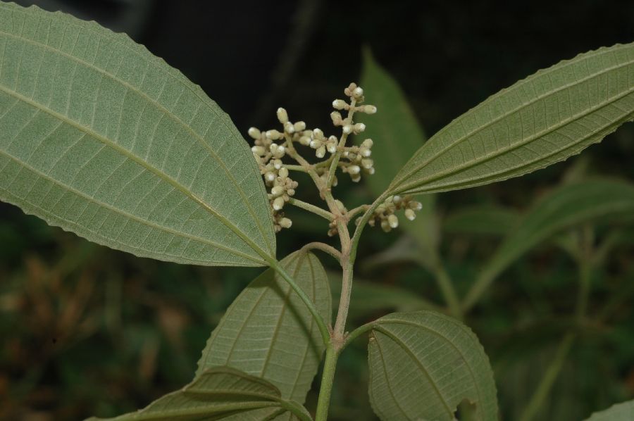 Melastomataceae Miconia insconspicua