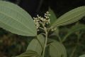 image of Miconia insconspicua