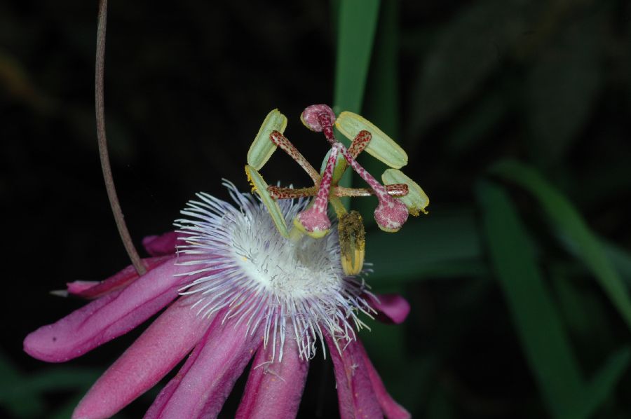 Passifloraceae Passiflora 