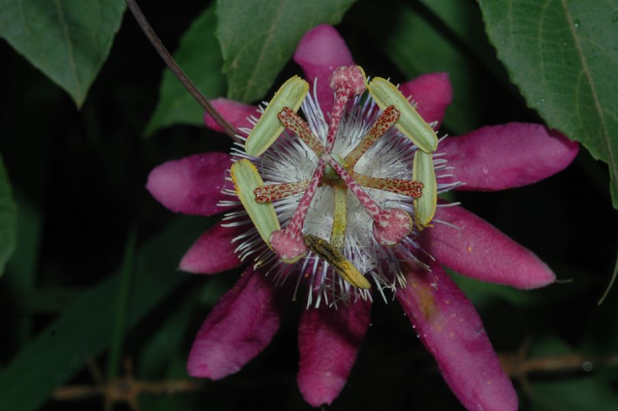 Passifloraceae Passiflora 