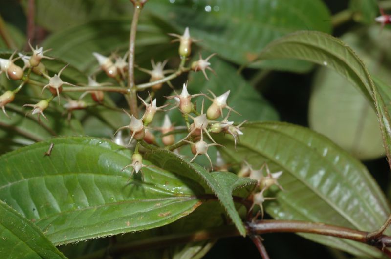 Melastomataceae Leandra laevigata