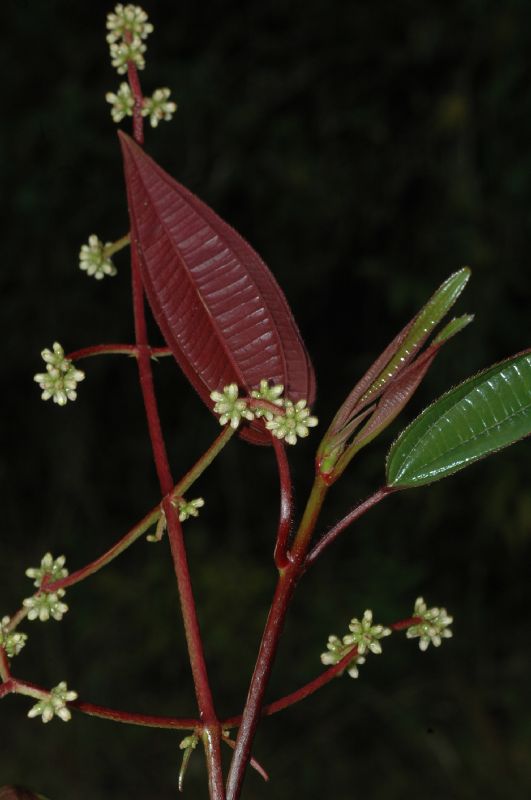 Melastomataceae Leandra glabrata