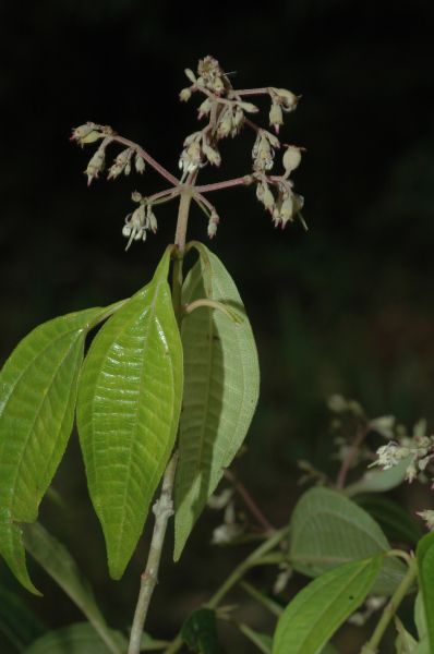Melastomataceae Leandra sabiensis