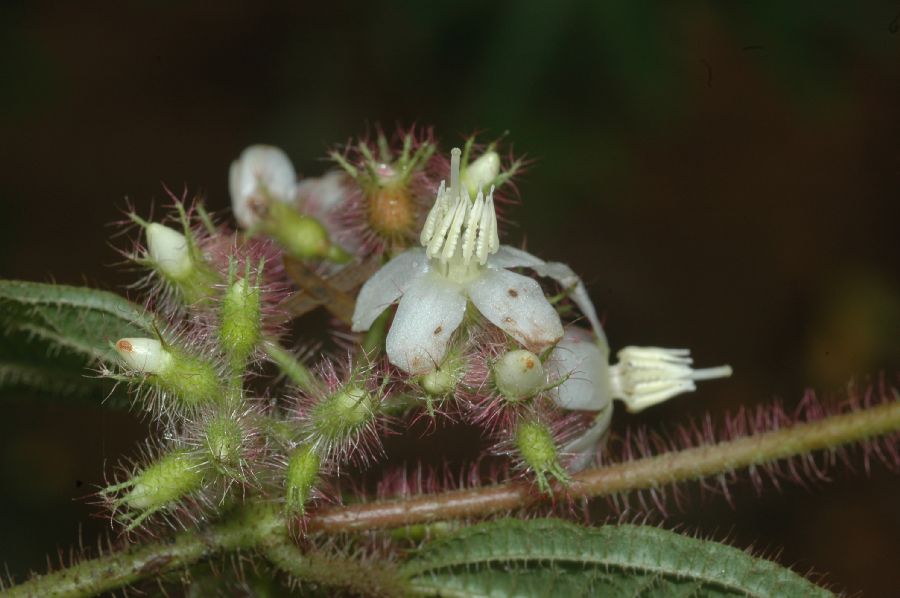 Melastomataceae Clidemia hirta