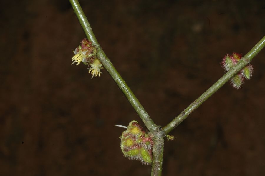 Melastomataceae Ossaea marginata