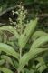 image of Miconia minutiflora