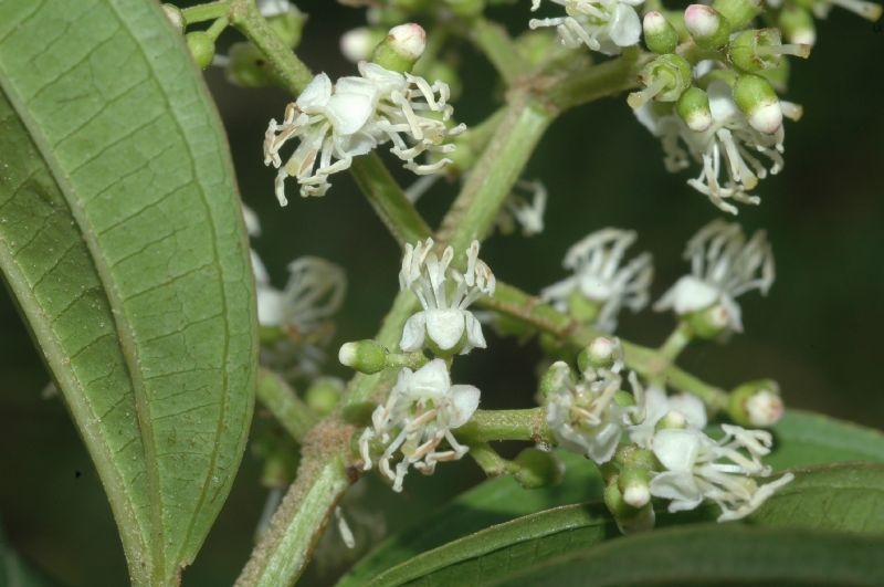 Melastomataceae Miconia minutiflora