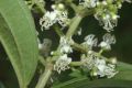 image of Miconia minutiflora