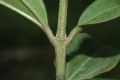 image of Miconia minutiflora