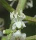 image of Miconia minutiflora