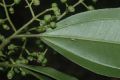 image of Miconia petropolitana