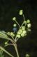 image of Miconia pusilliflora