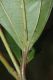 image of Miconia pusilliflora