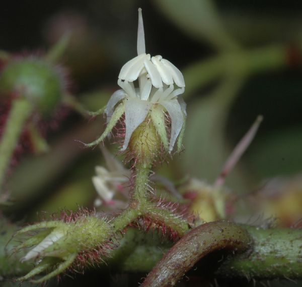 Melastomataceae Ossaea confertiflora