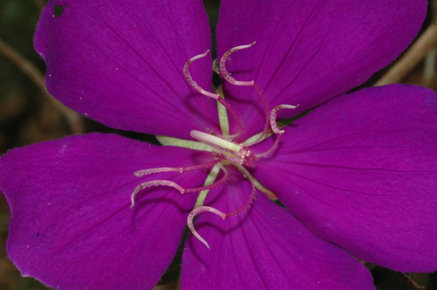 Melastomataceae Tibouchina 
