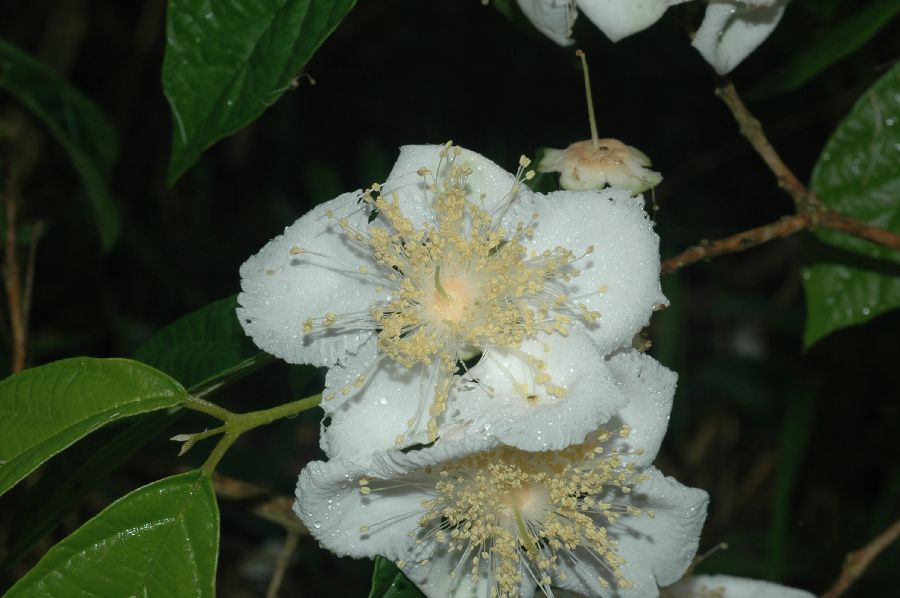 Myrtaceae Campomanesia 