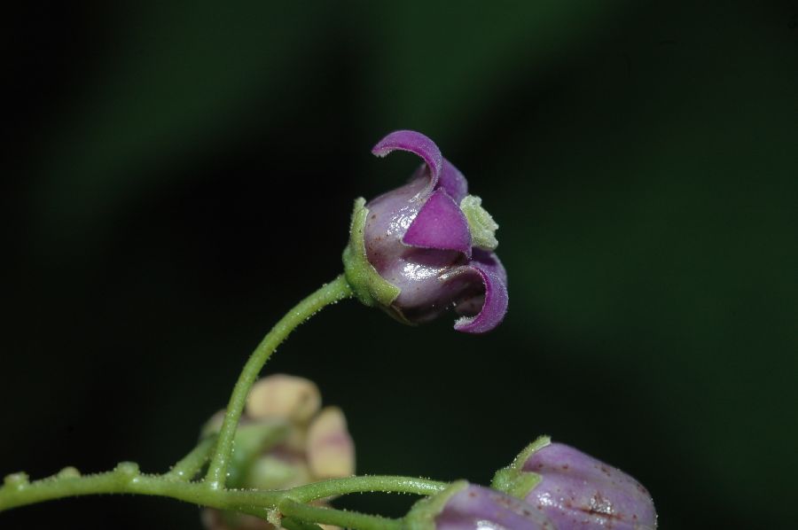 Solanaceae Cyphomandra 