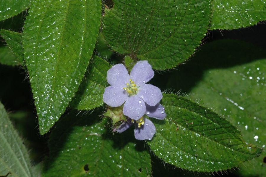 Melastomataceae Tibouchina clinopodifolia