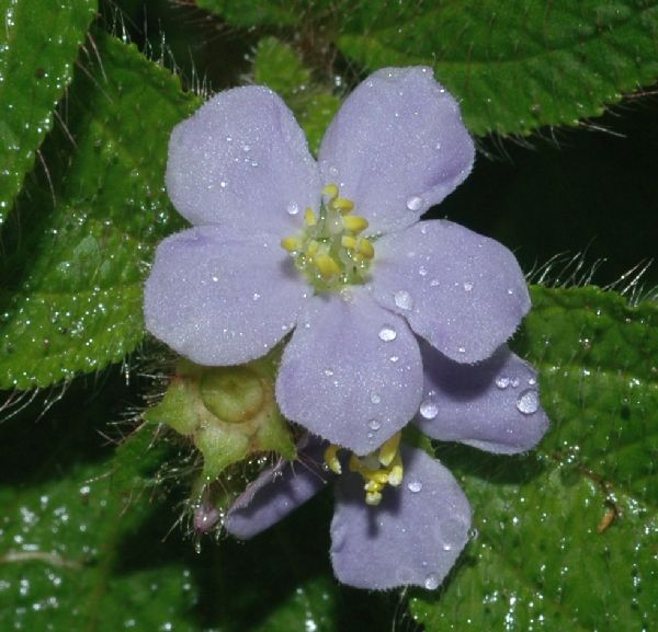 Melastomataceae Tibouchina clinopodifolia