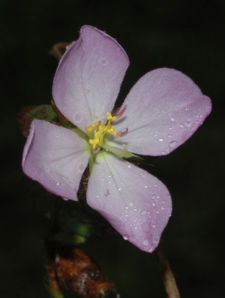 Melastomataceae Pterolepis glomerata