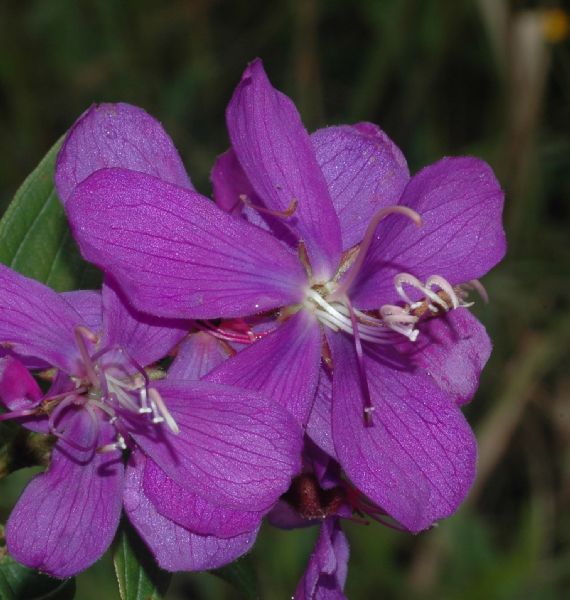 Melastomataceae Tibouchina trichopoda