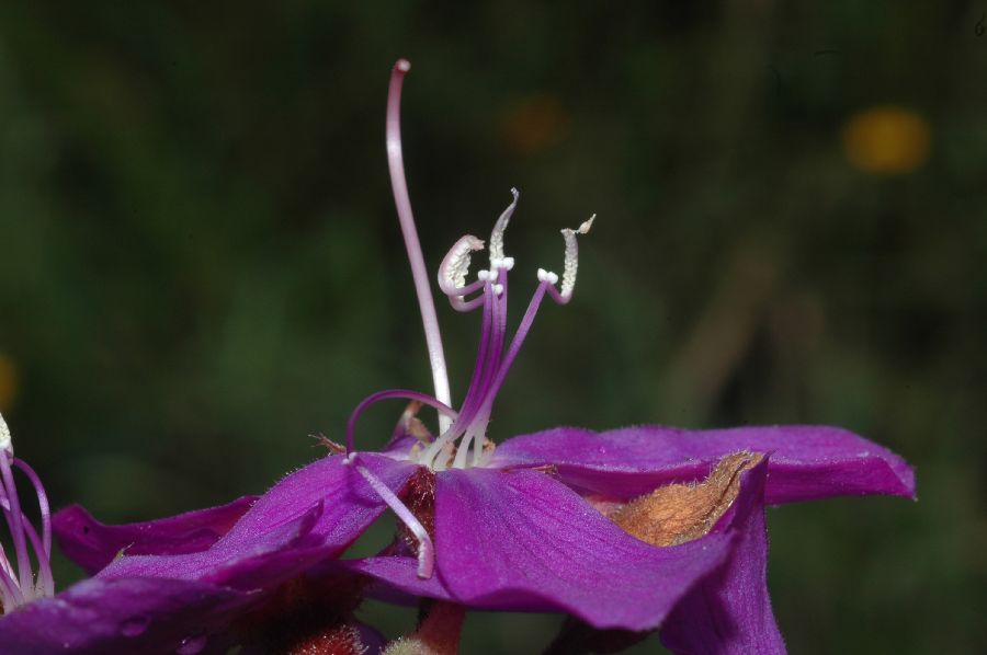 Melastomataceae Tibouchina trichopoda