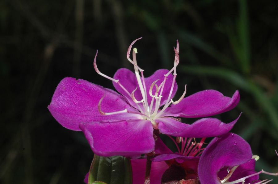 Melastomataceae Tibouchina 
