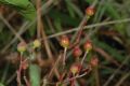 image of Miconia jucunda