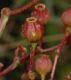 image of Miconia jucunda