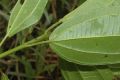 image of Miconia jucunda