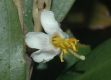 image of Miconia ramboi
