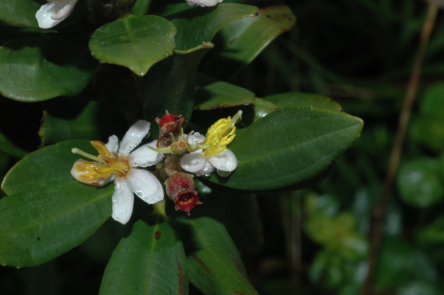 Melastomataceae Miconia ramboi