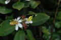 image of Miconia ramboi