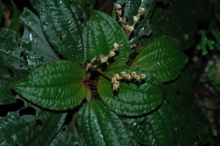 Melastomataceae Bertolonia acuminata
