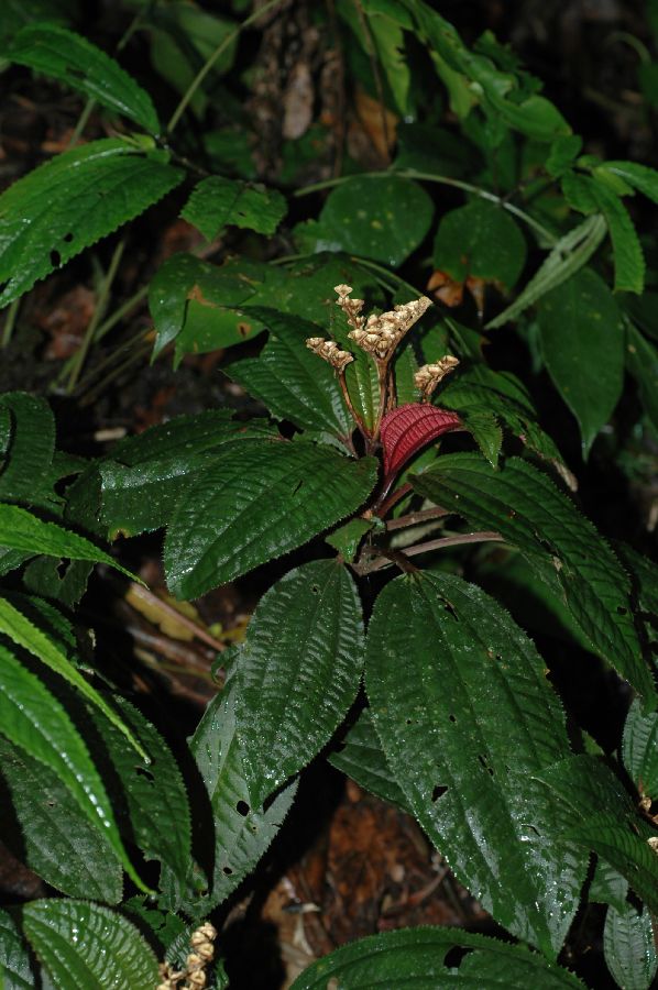 Melastomataceae Bertolonia acuminata