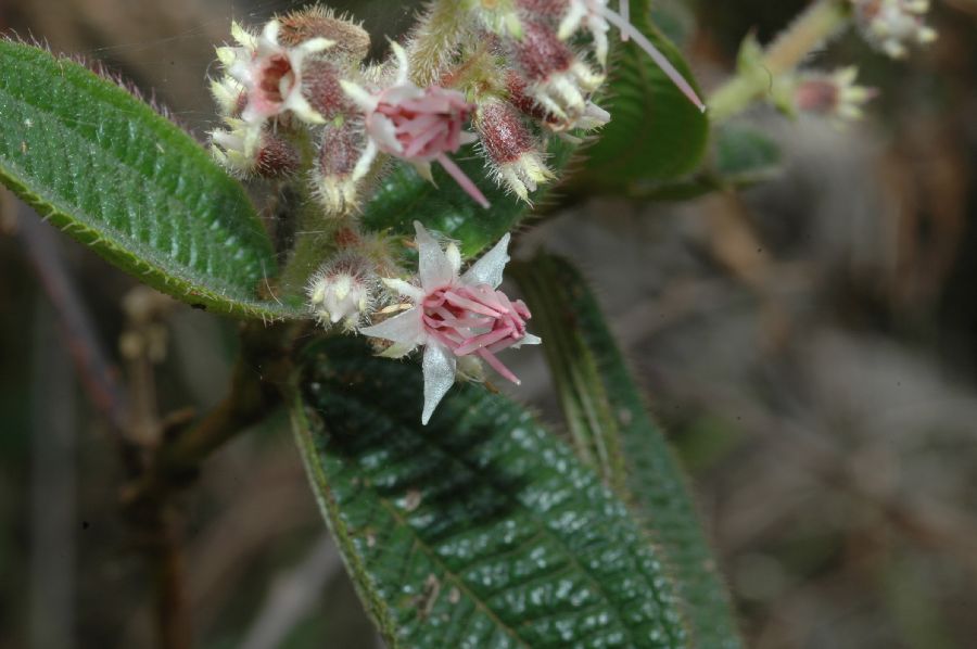 Melastomataceae Leandra cf. simplicicaulis