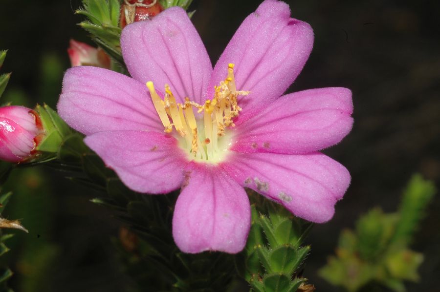 Melastomataceae Lavoisiera phyllocalycina
