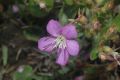 image of Acisanthera 